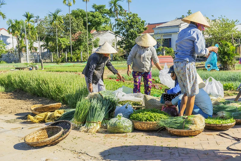 /fm/Files//Fareast247/Vietnam/Hoi An/Tra-Que---Farmers-Vegetable---NS---SS.webp